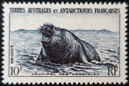 Taaf éléphant de mer - taaf,