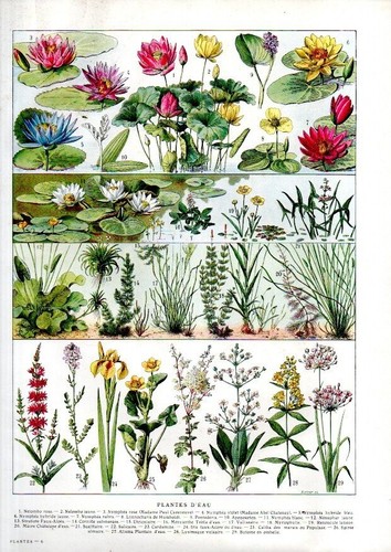 Planche botanique 1922 - , in