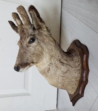 Trophée De Chasse Tête