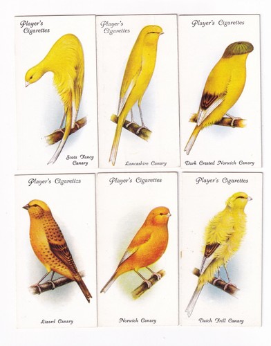 Six 1933 bird painting cards - six,