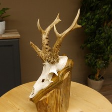 Bois de Cervidés Anormal