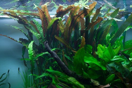 Aquarium plante cryptocoryne - aquarium,