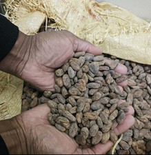 Fèves de cacao crues, (non torréfiées), origine: Madagascar