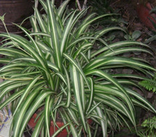 Graines de Chlorophytum comosum,Plante araignée,graines biologiques,produit de m