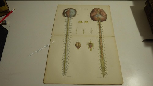 1850 lithographie couleur - 1850.lithographie,