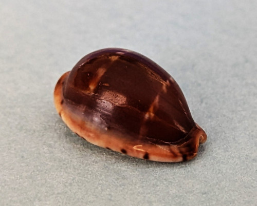 Cypraea androyensis mm - 15,8,