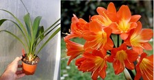 Clivia miniata