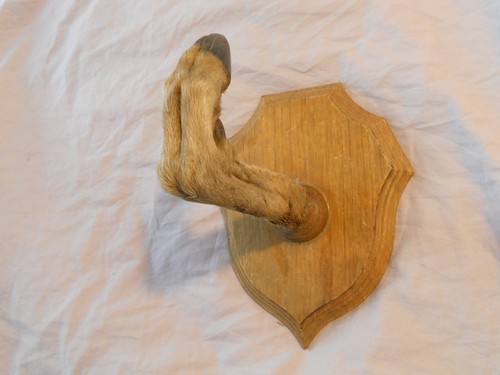 Trophée chasse patte de - patte,
