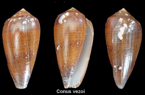 Coquillage collection - coquillage,