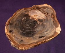 Bois Fossilisé McQueens