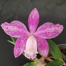 Cattleya loddigesii