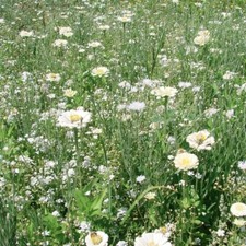 Graines fleurs prairie - 50,