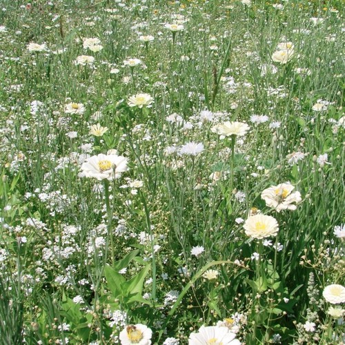 Graines fleurs prairie - 50,