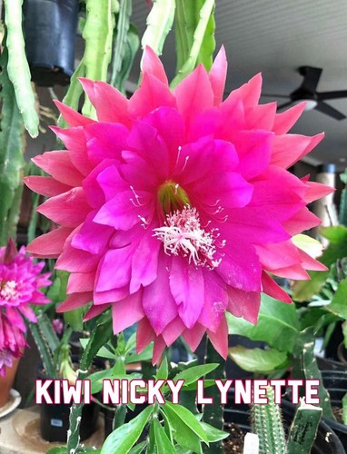 Epiphyllum kiwi nicky - kiwi, lynette
