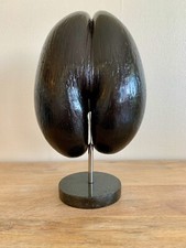 COCO DE MER NUT SEED from the SEYCHELLES