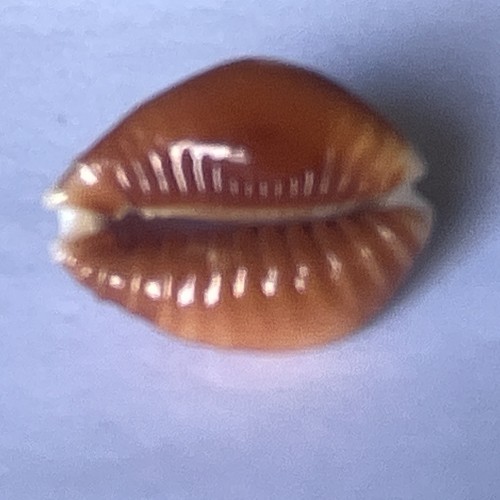 Cypraea naria helvola - naria,