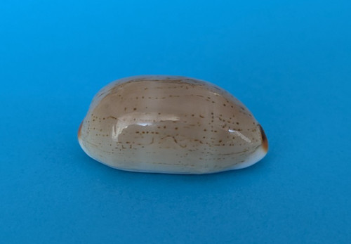Cypraea isabella - cypraea,