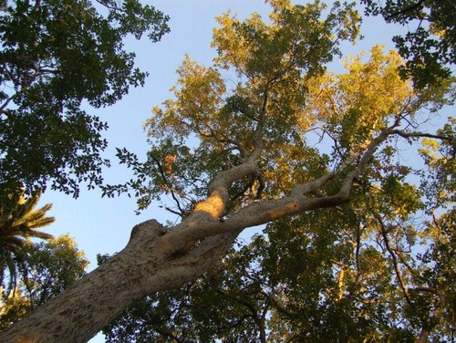 Graines acer oblongum - graines,