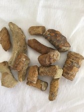 Fossiles de bois Lot de 14 pièces