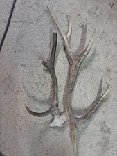  PAIRE BOIS DE CERF 10 CORS DE 80 Cm Et 6 Cors 55 Cm.