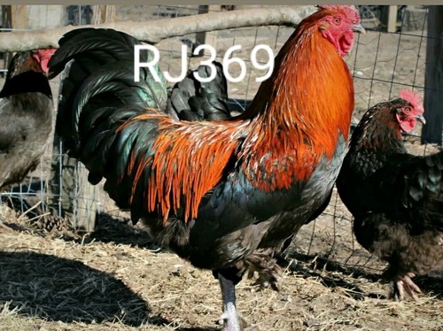 Black copper marans - ,