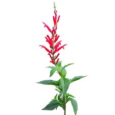 Salvia elegans  - Sauge ananas aromatique