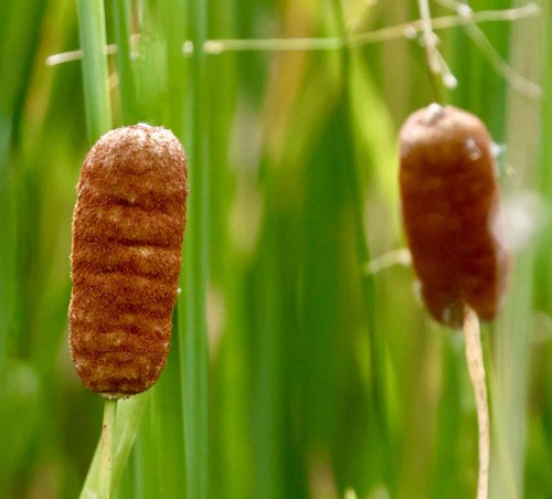 Typha laxmannii 30cm - laxmannii, 8-30cm