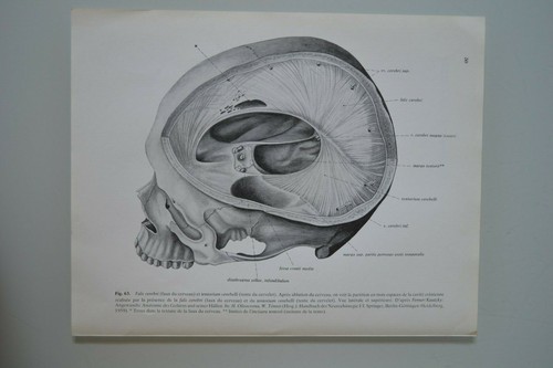 Planche anatomie humaine - planche,
