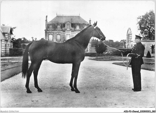 Aidp3 chevaux 0191 - aidp3-chevaux-0191, trotteur