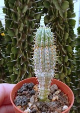 HOODIA GORDONII  stapelia pseudolithos huernia  caudex euphorbe jatropha