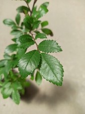 Ulmus davidiana var. japonica - Orme du Japon - Japanese Elm - 1 Plant