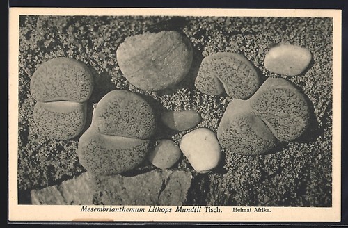 Mesembrianthemum lithops - mesembrianthemum,