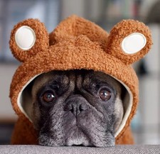 Pull Hiver, Manteau Chien Ou