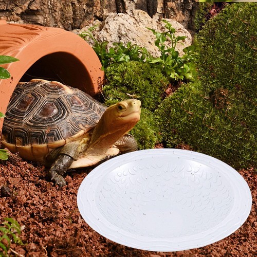 Turtle bathing pool - turtle,
