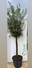 OLIVIER « HUILEA EUROPAEA