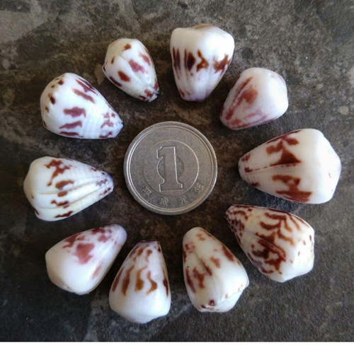 Coquille cône coquillages