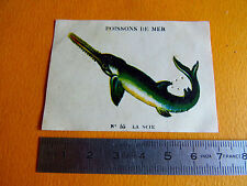 CHROMO 1939 CASINO POISSONS DE MER N°55 REQUIN SCIE