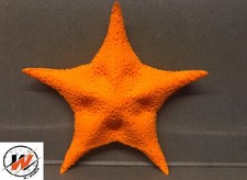 Décoration Etoile de mer