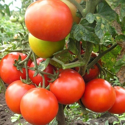 Graines tomate saint - graines,