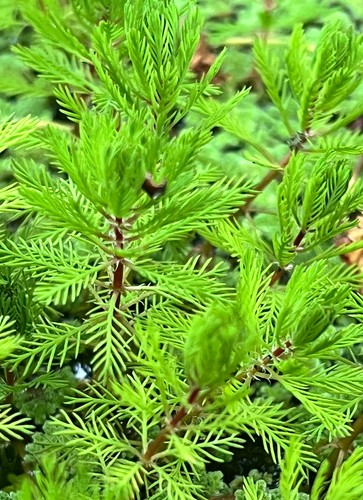 Myriophylle myriophyllum - myriophyllum, 20