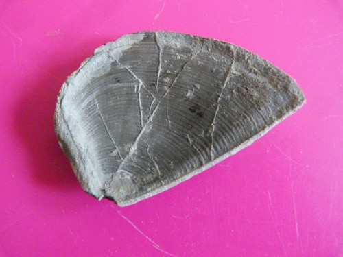 Fossile aptycus ammonite - aptycus, d'ammonite