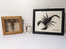 Curiosité : Lot de 3 Scorpions : deux sous verre et un petit sous résine