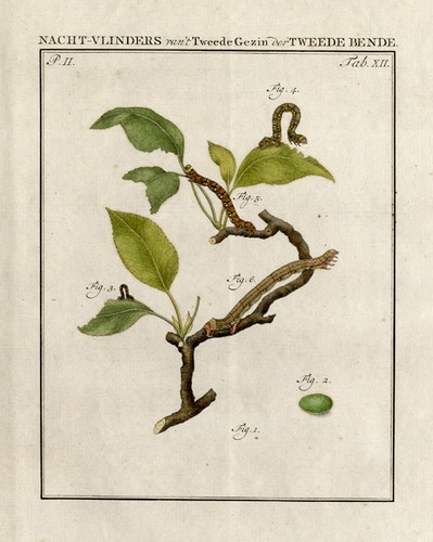 Antique print brindled - antique, print-brindled