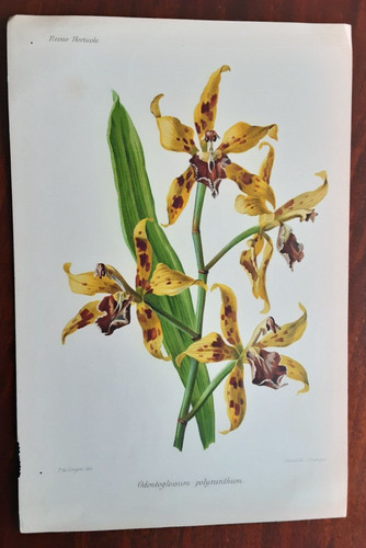 Lithographie revue horticole - lithographie,