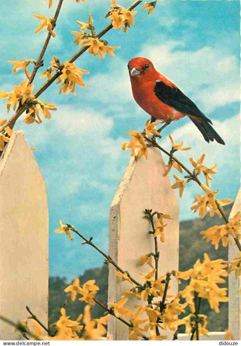 Carte postale animaux - animaux,