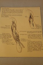 Ancienne planche anatomique dessin au crayon et encre ....curiosité sciences 