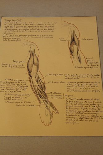 Ancienne planche anatomique