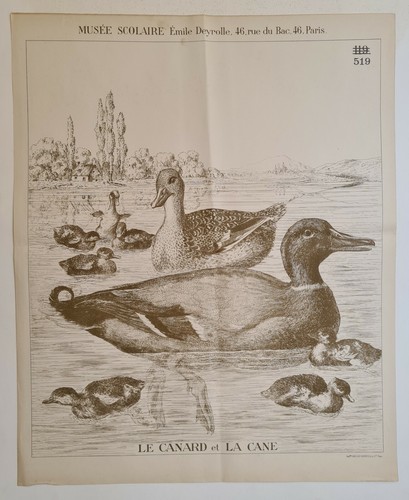 Canard cane vers - et,