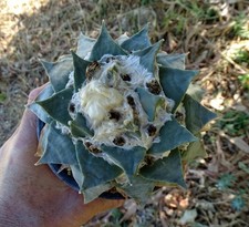 ARIOCARPUS FURFURACEUS cactus
