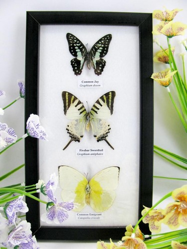 Vrais beaux papillons - 3,